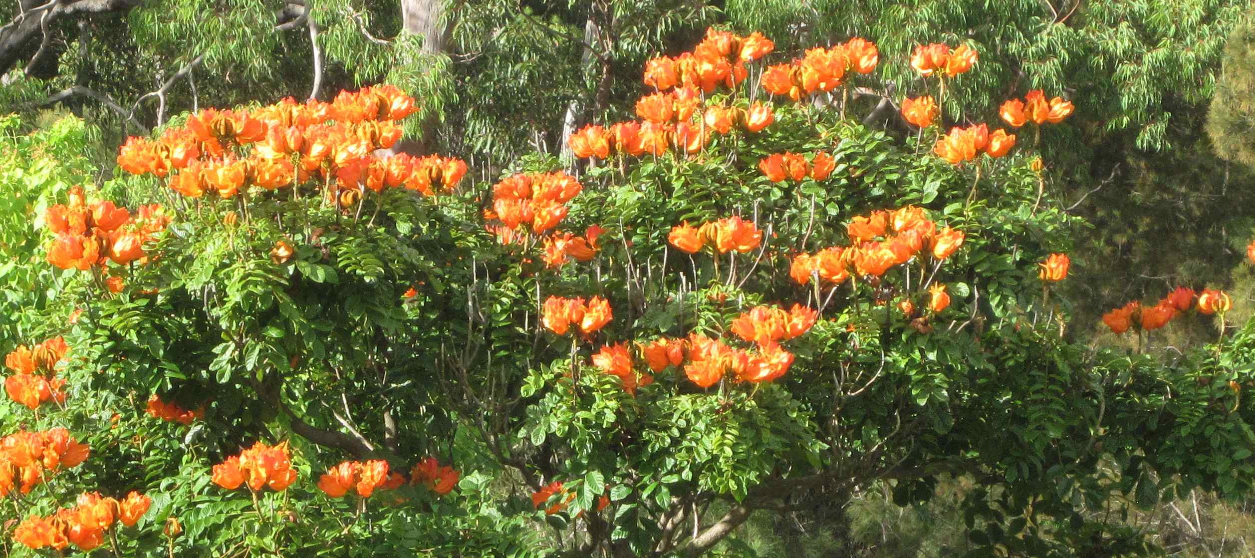 IMCNSW: African Tulip Tree (Spathodea campanulata) April 2012